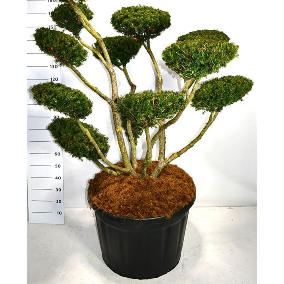 Japansk idegran – Taxus cuspidata 'Select' - C180 125-150 cm. Bonsai